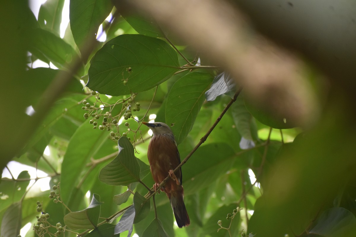 Chestnut-tailed Starling - ML638749509
