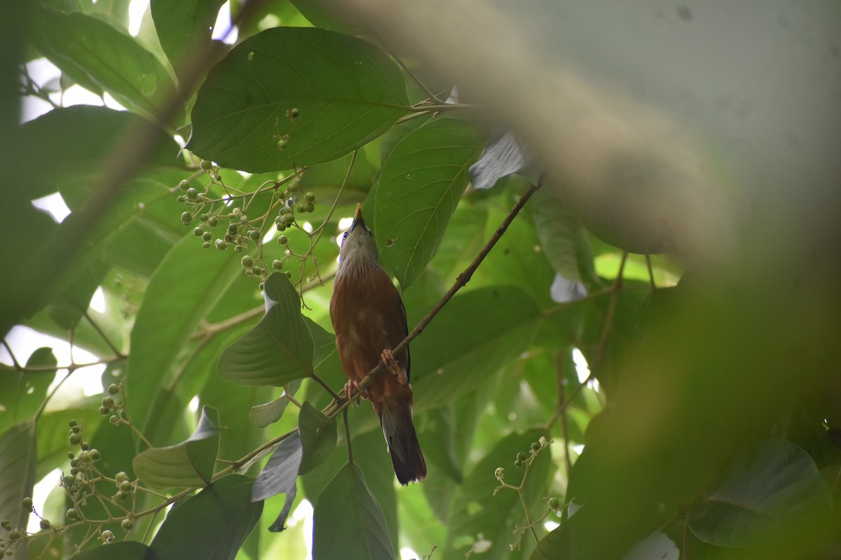 Chestnut-tailed Starling - ML638749510