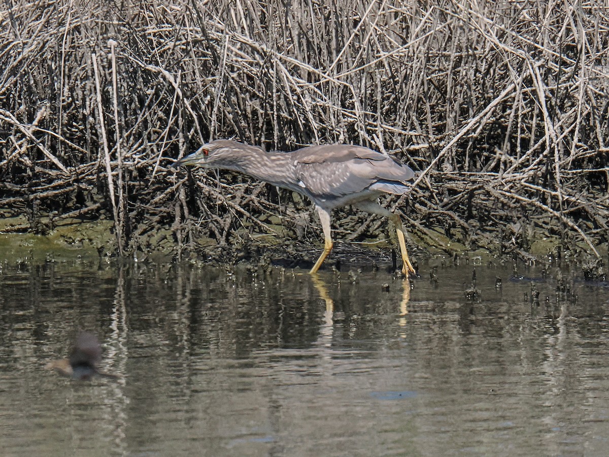 Black-crowned Night Heron - ML638749514