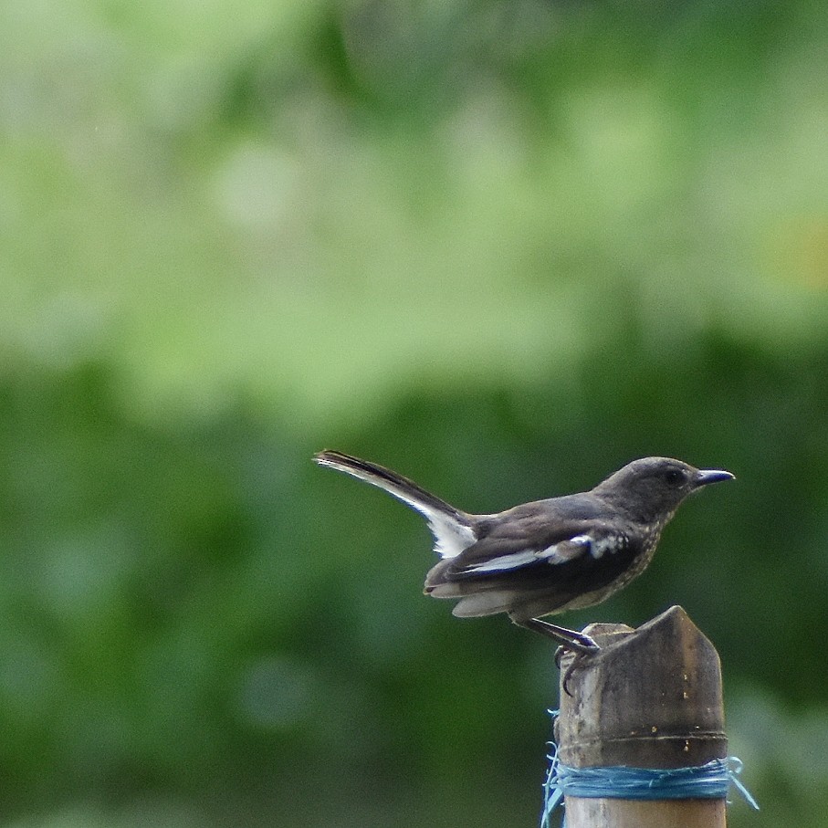 Oriental Magpie-Robin - ML638749519