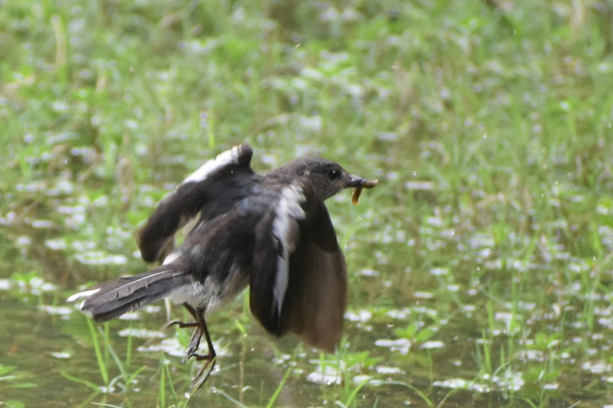 Oriental Magpie-Robin - ML638749520