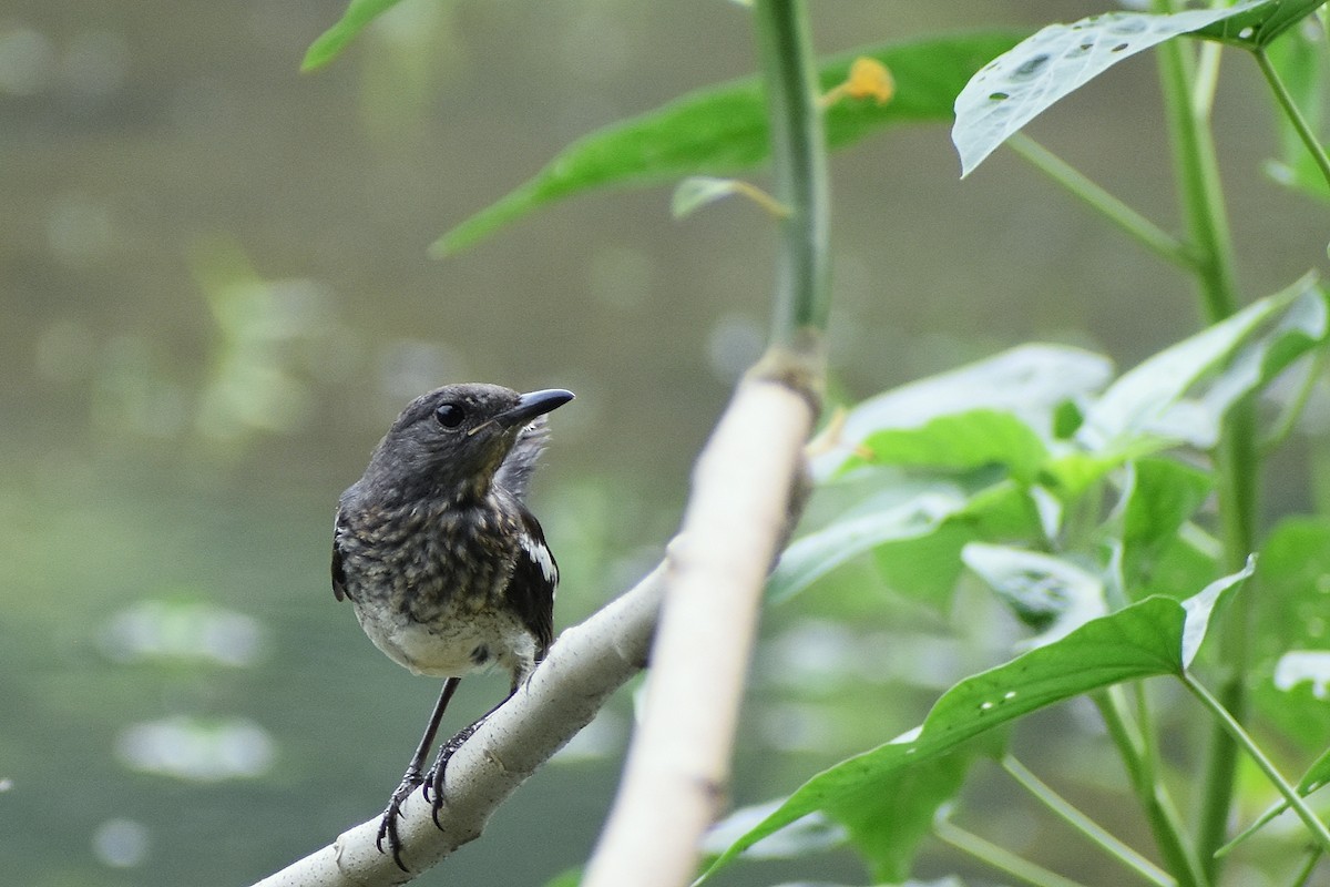 Oriental Magpie-Robin - ML638749521