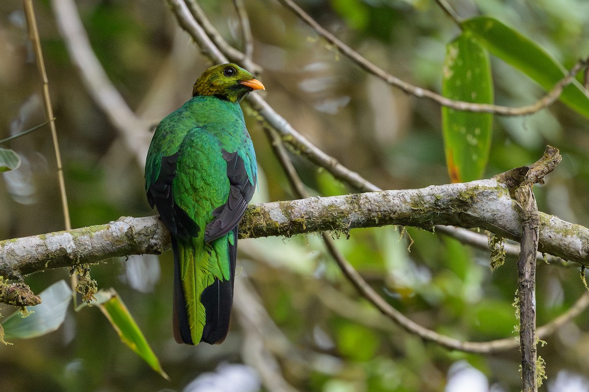 Golden-headed Quetzal - ML638749524