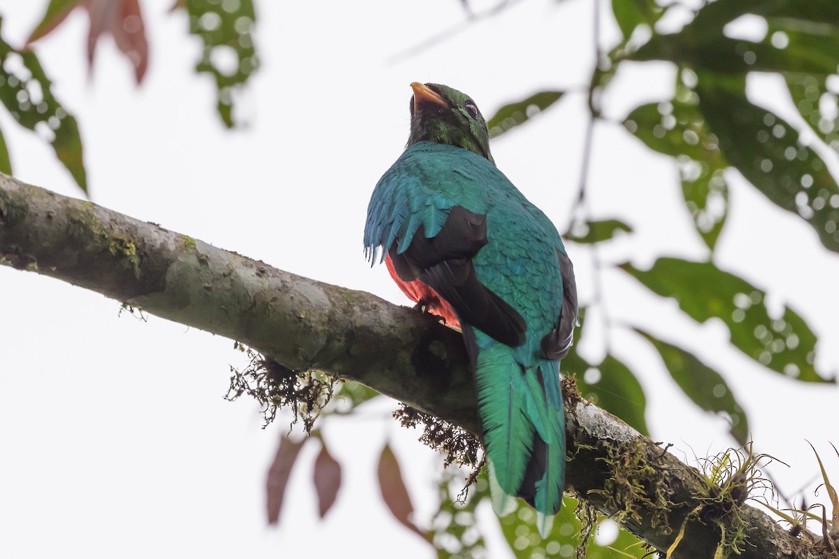 Golden-headed Quetzal - ML638749525