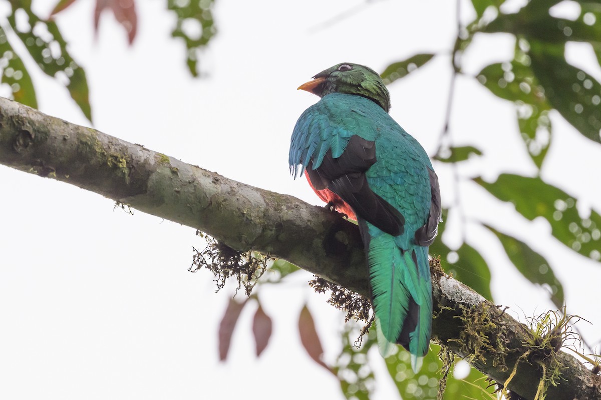 Golden-headed Quetzal - ML638749527