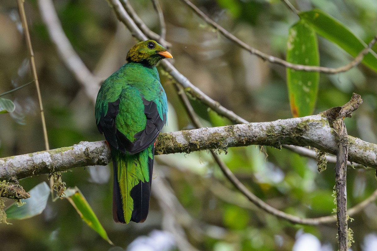 Golden-headed Quetzal - ML638749528