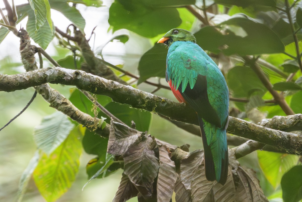 Golden-headed Quetzal - ML638749533