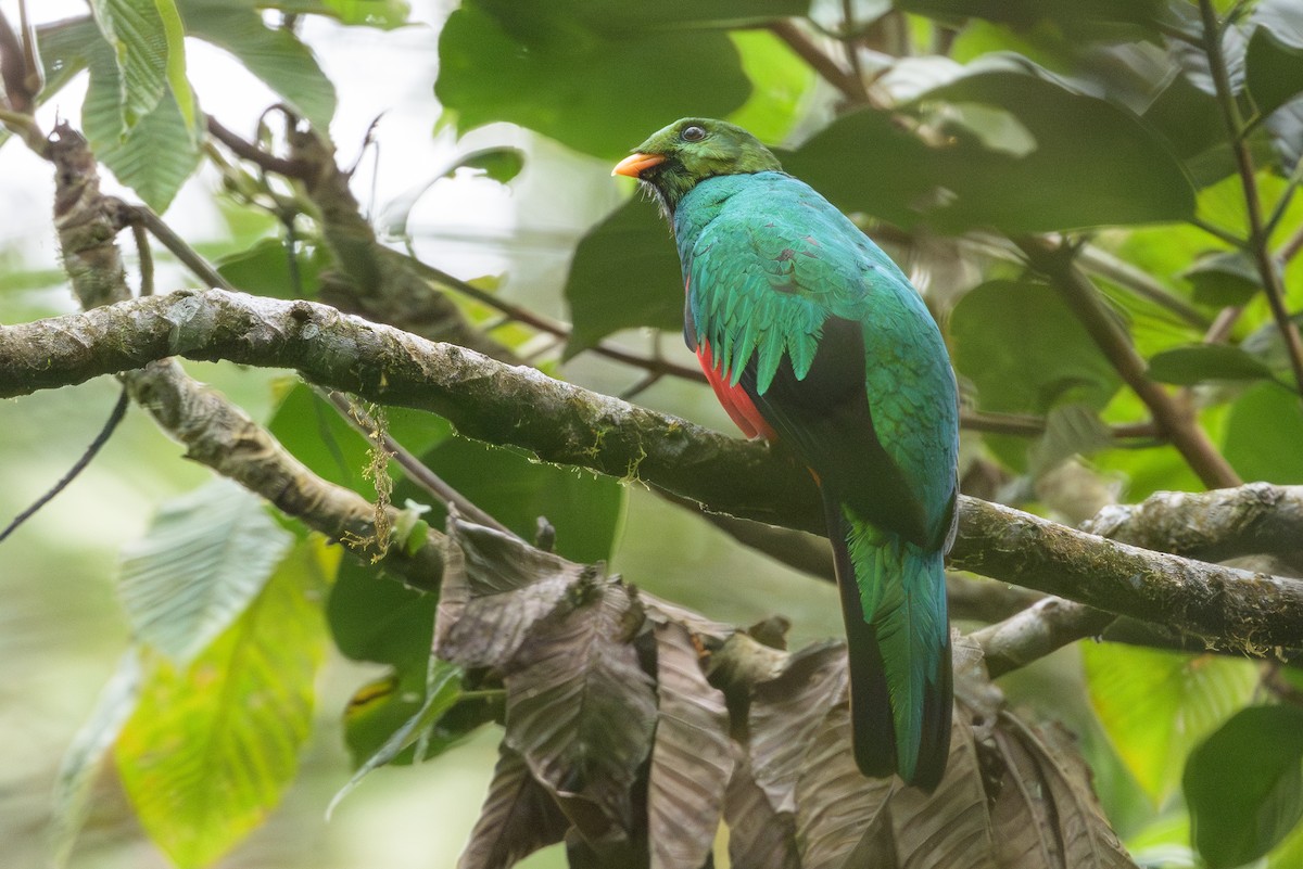 Golden-headed Quetzal - ML638749536