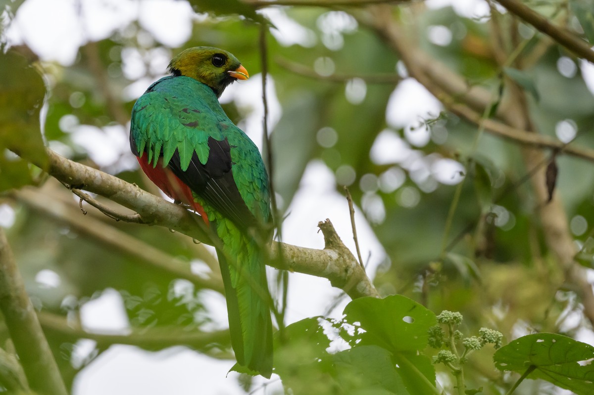 Golden-headed Quetzal - ML638749537