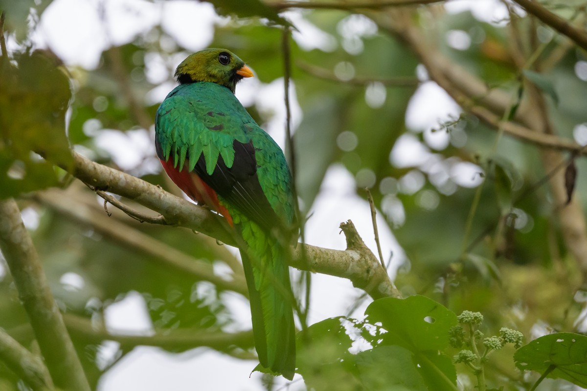 Golden-headed Quetzal - ML638749538