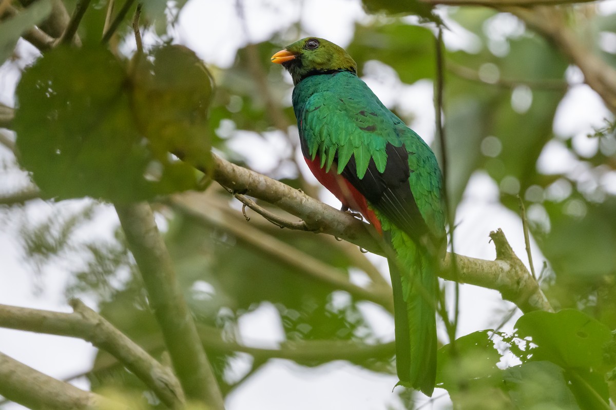 Golden-headed Quetzal - ML638749539