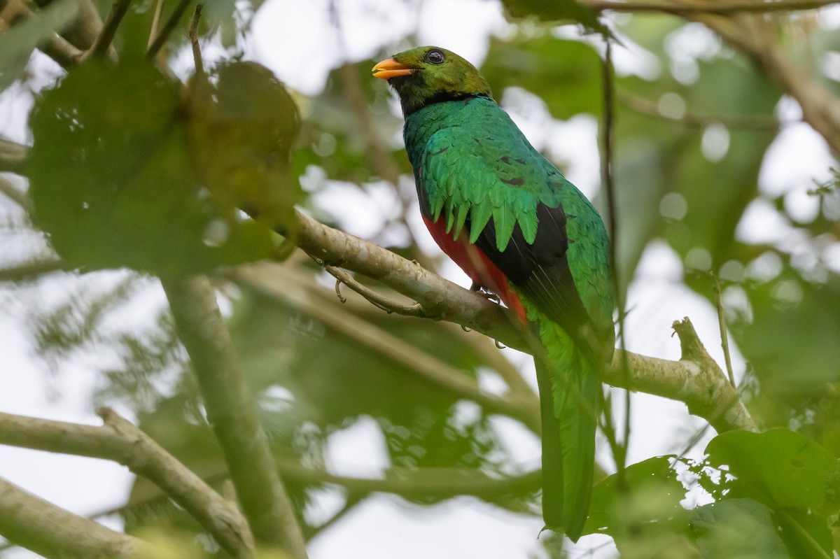 Golden-headed Quetzal - ML638749540