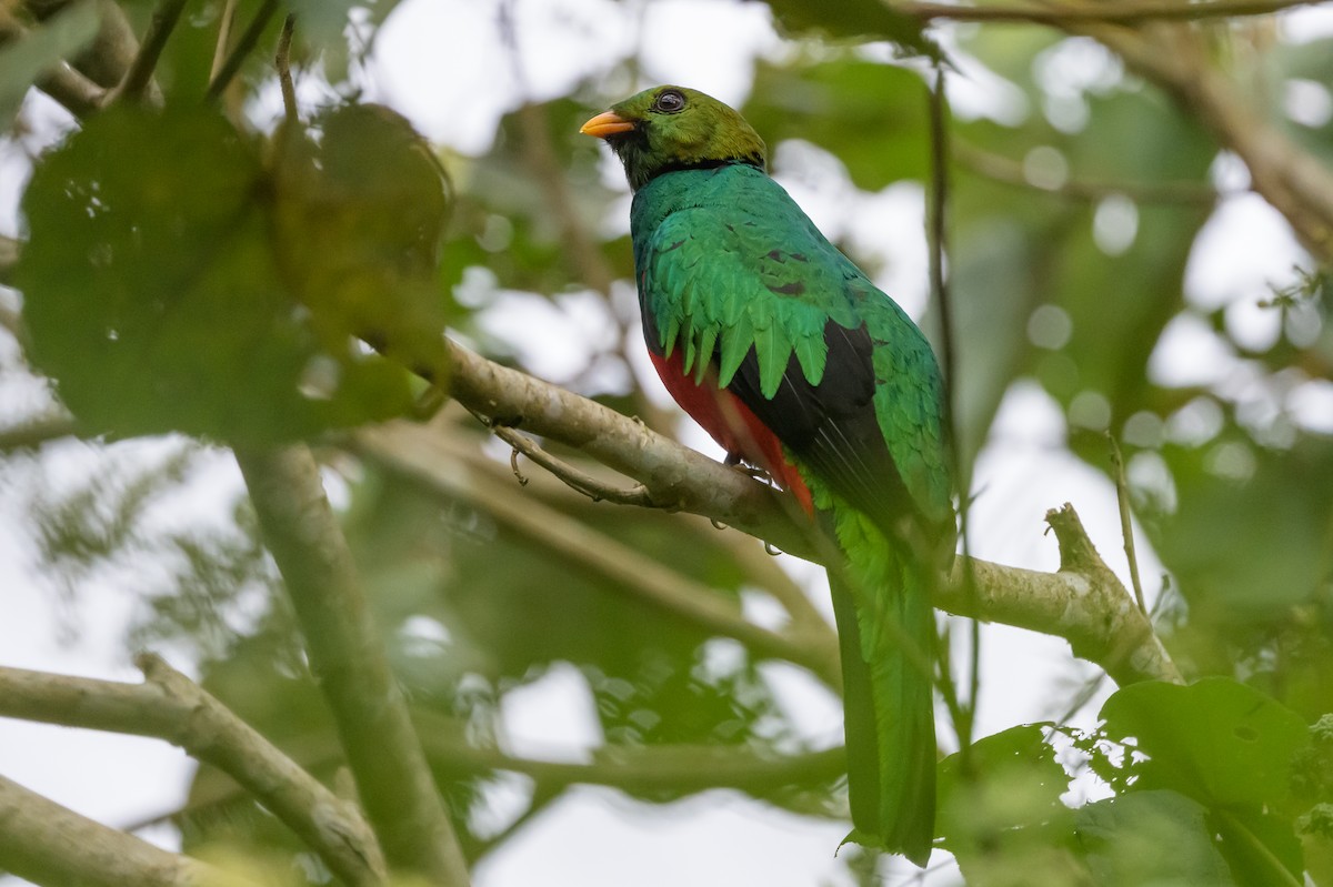 Golden-headed Quetzal - ML638749541