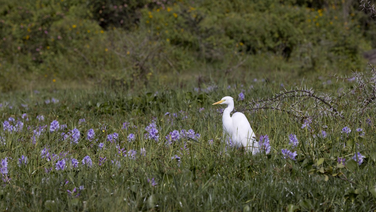 Yellow-billed Egret - ML638749544