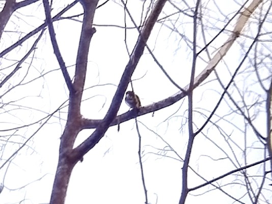 Black-and-yellow Broadbill - ML638749547