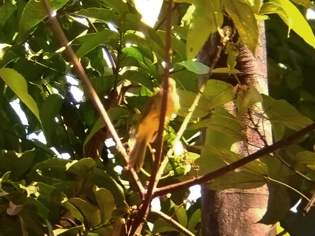 Hairy-backed Bulbul - ML638749572