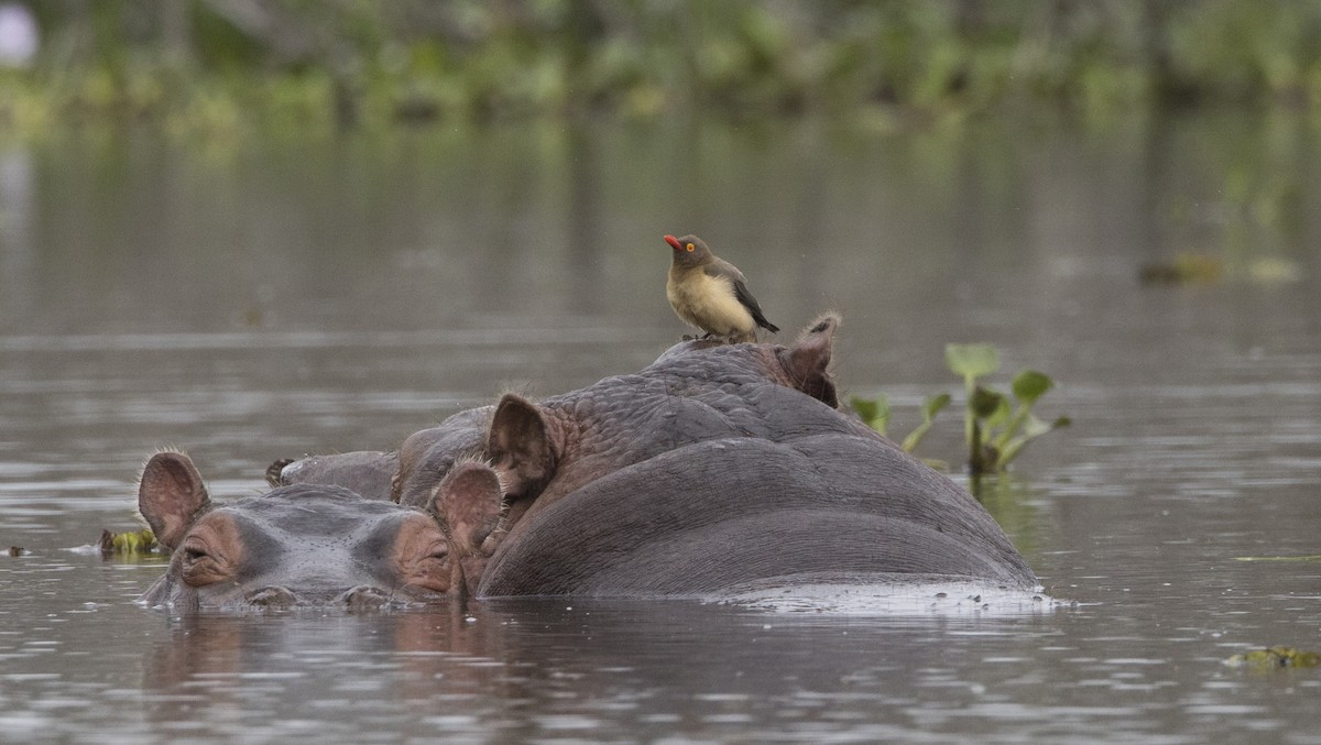 Red-billed Oxpecker - ML638749573