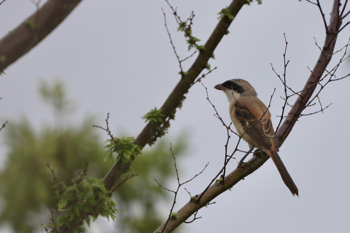 Long-tailed Shrike - ML638749577
