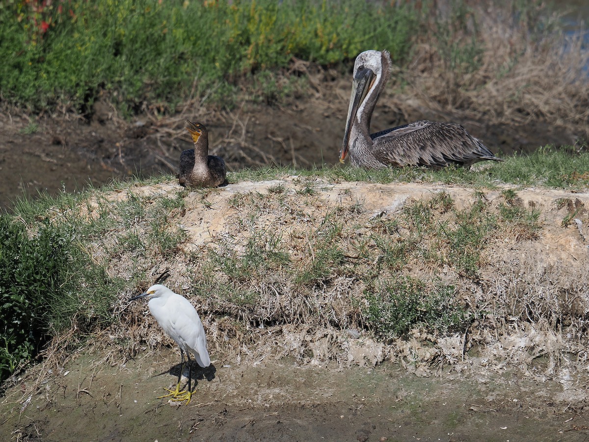 Brown Pelican - ML638749579