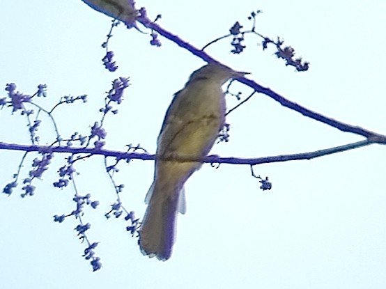 Buff-vented Bulbul - ML638749585