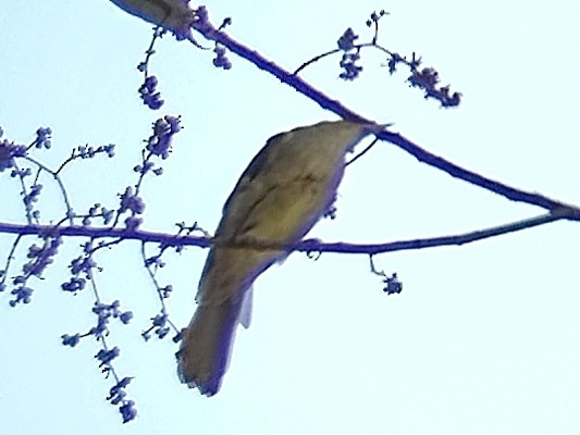 Buff-vented Bulbul - ML638749586