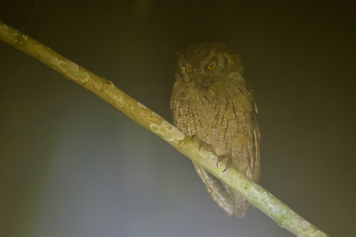 Tropical Screech-Owl - ML638749587