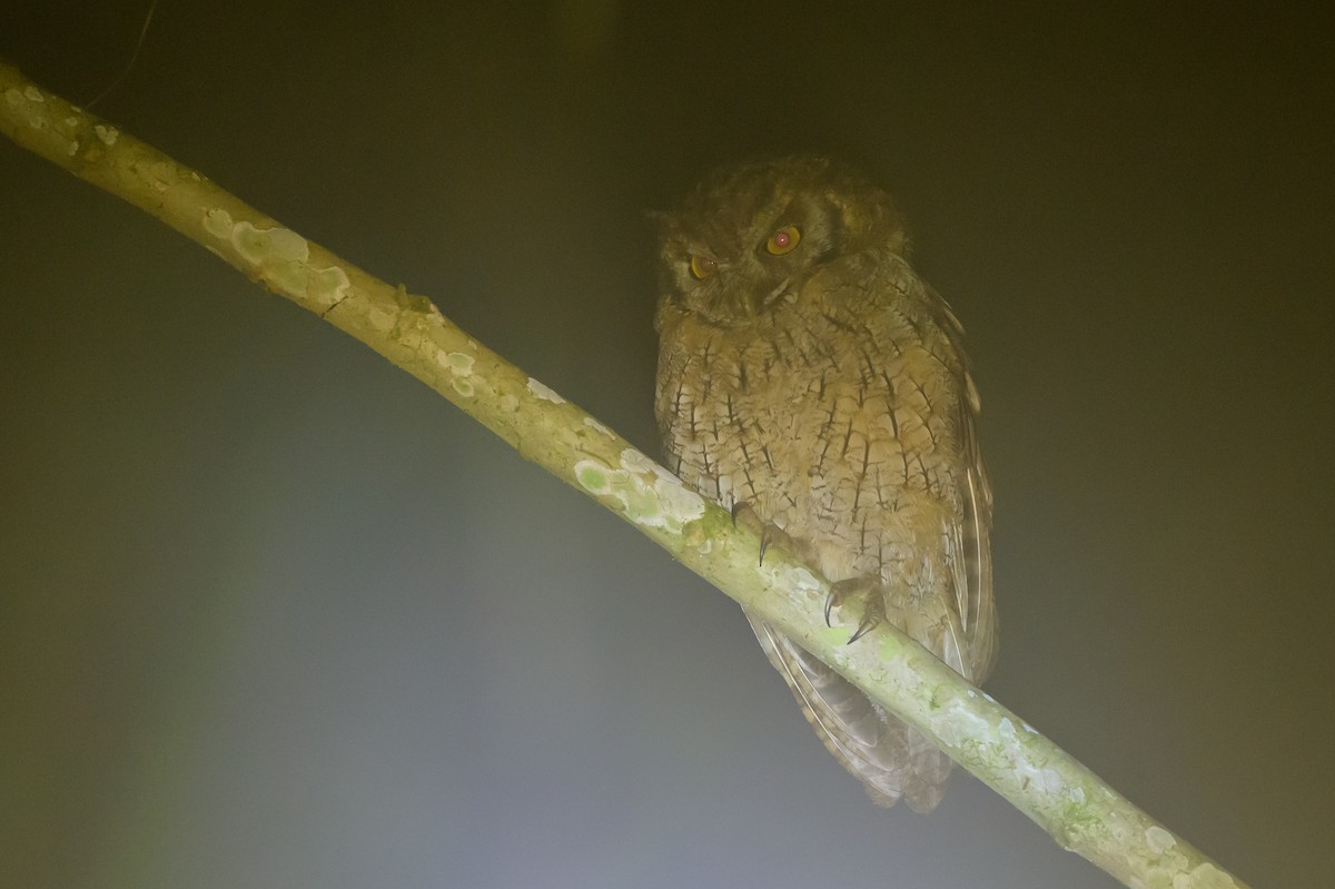 Tropical Screech-Owl - ML638749588