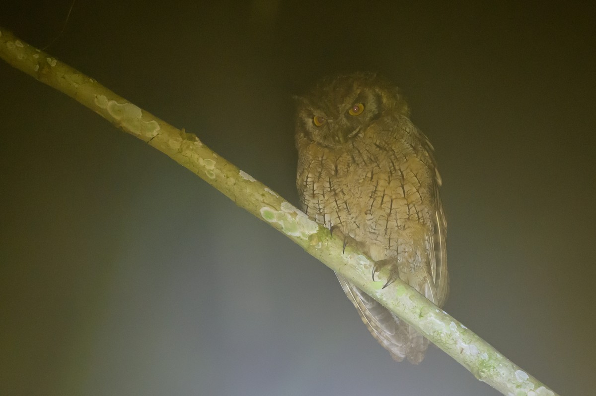 Tropical Screech-Owl - ML638749589