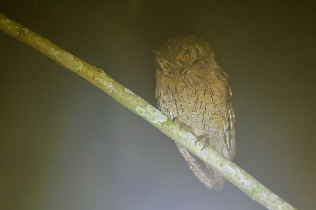 Tropical Screech-Owl - ML638749590