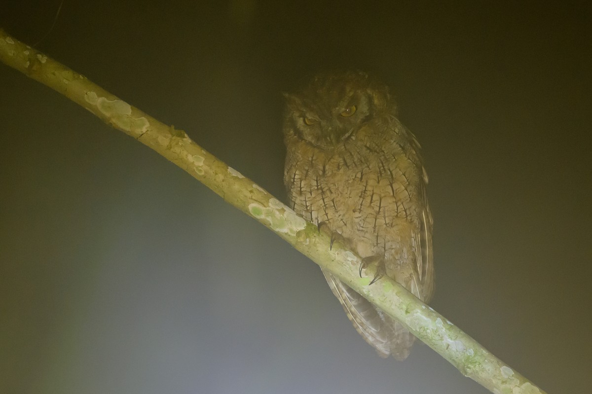 Tropical Screech-Owl - ML638749591