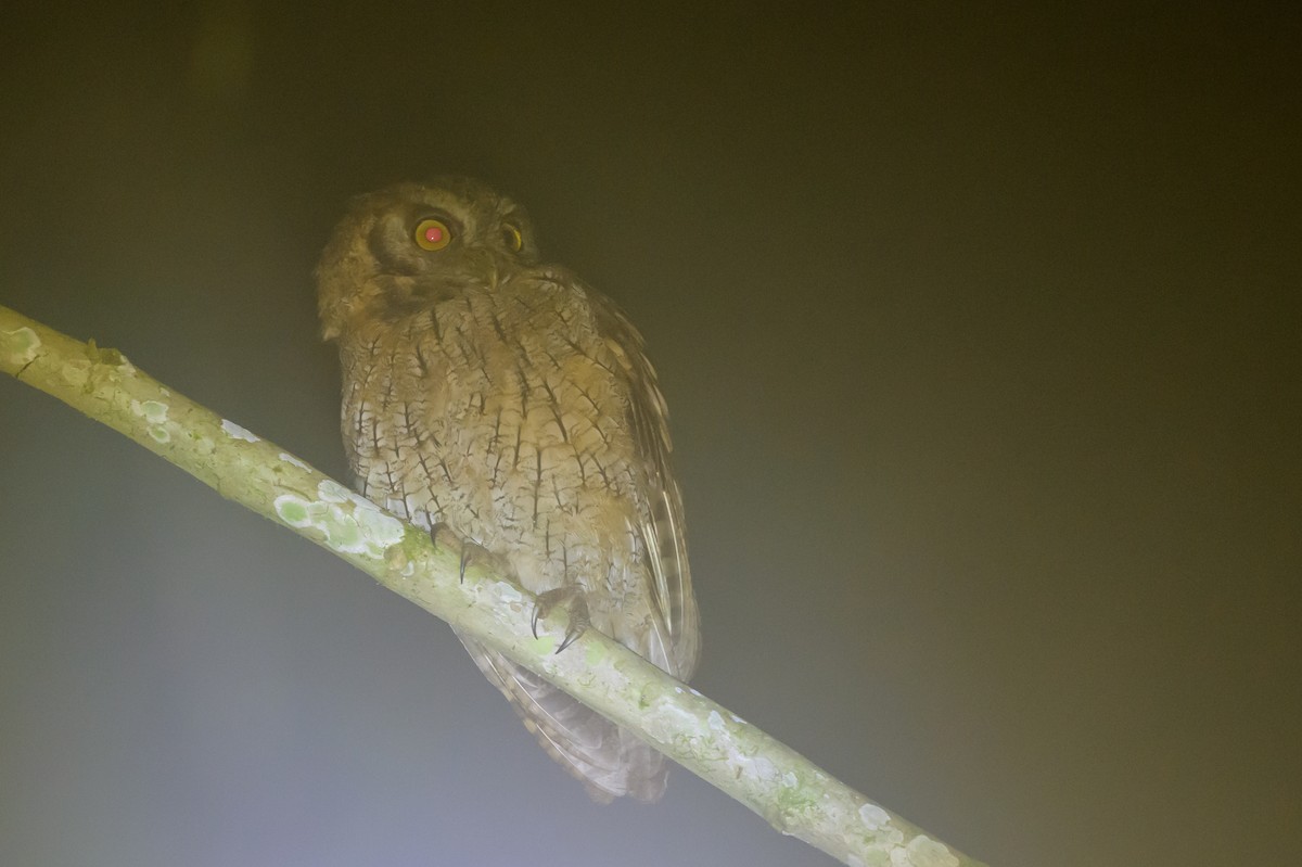 Tropical Screech-Owl - ML638749592