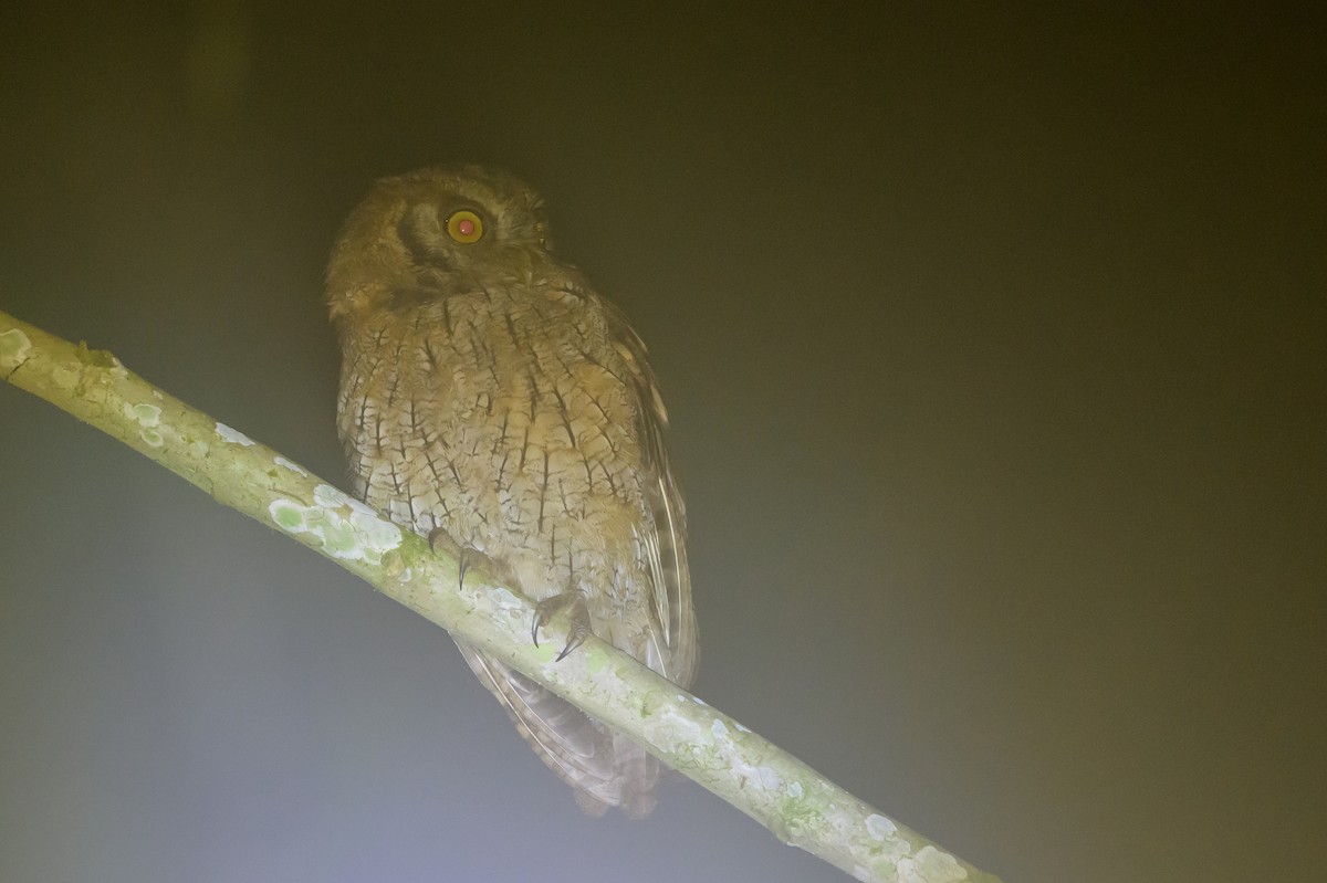 Tropical Screech-Owl - ML638749594