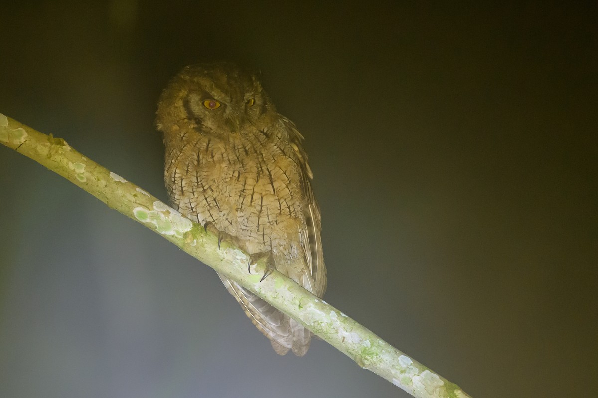 Tropical Screech-Owl - ML638749595