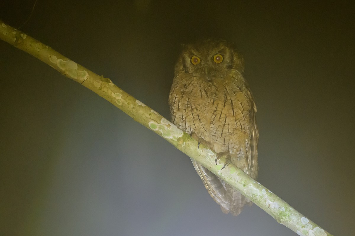 Tropical Screech-Owl - ML638749596