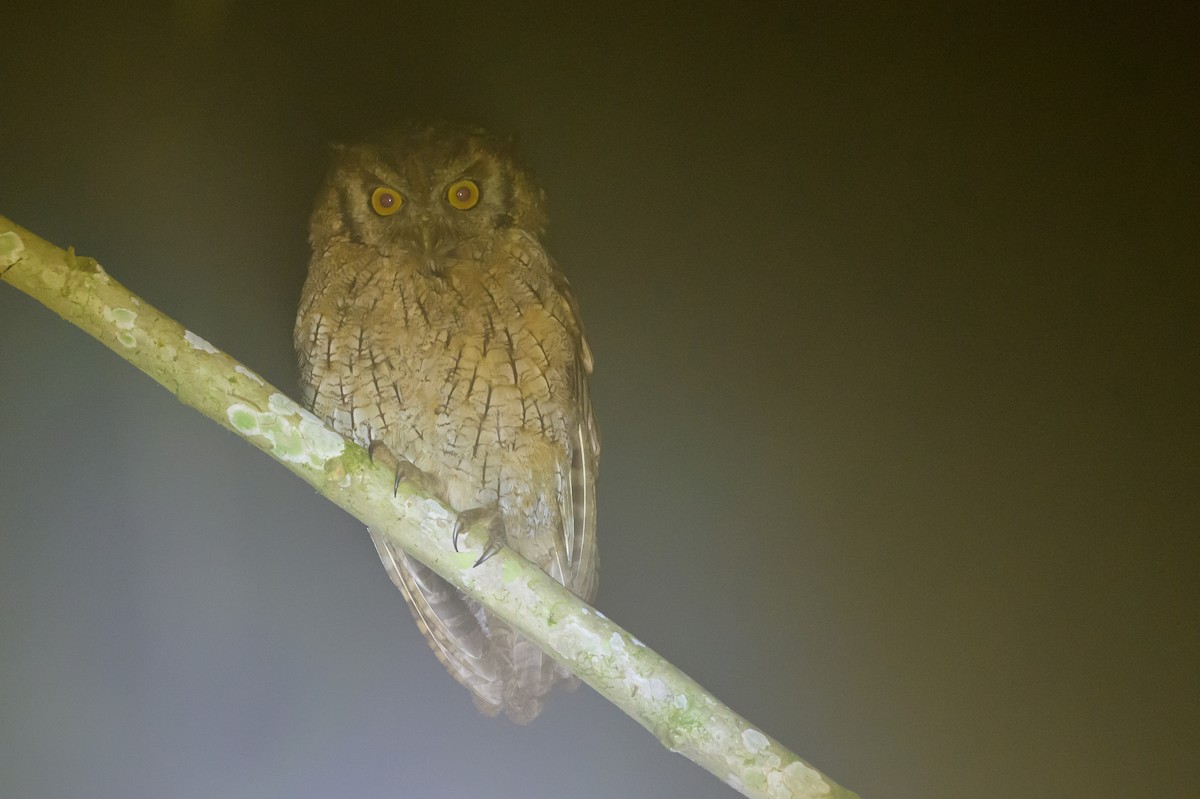 Tropical Screech-Owl - ML638749597