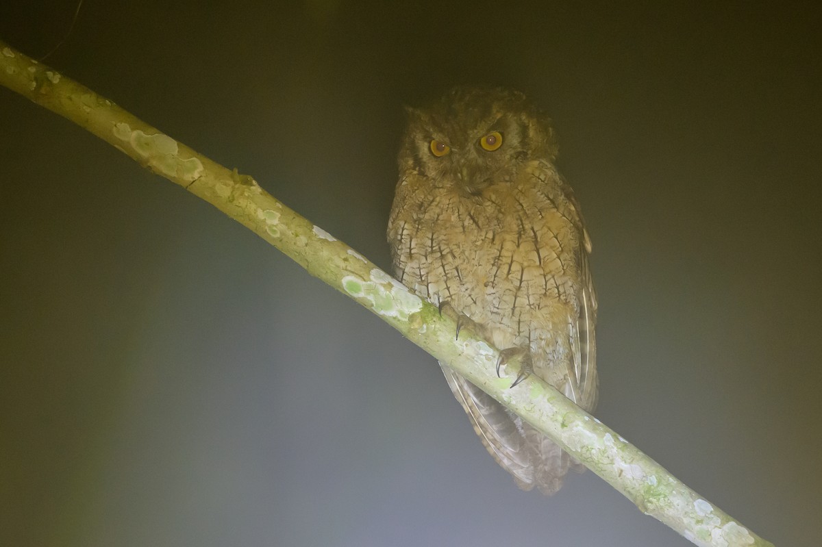 Tropical Screech-Owl - ML638749598