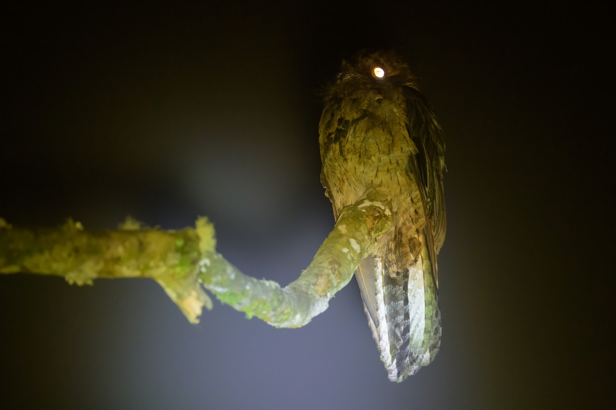 Common Potoo - ML638749600