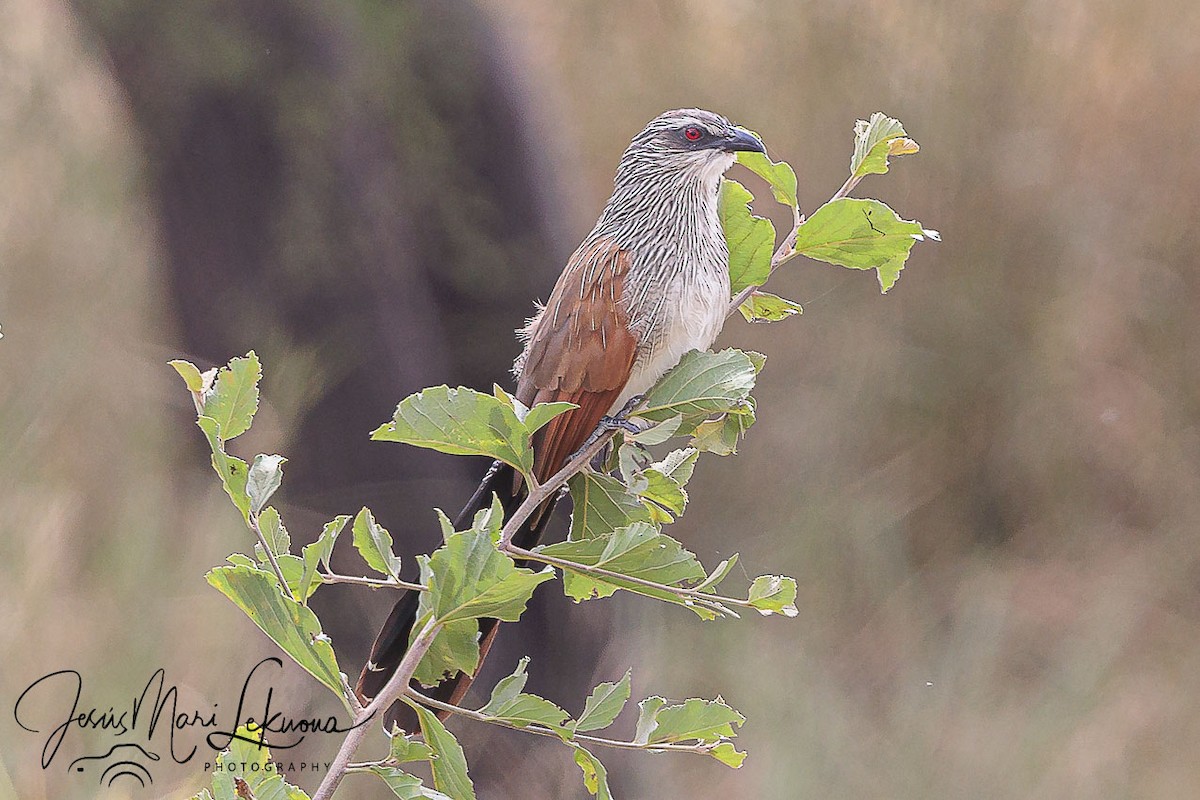 White-browed Coucal - ML638749603