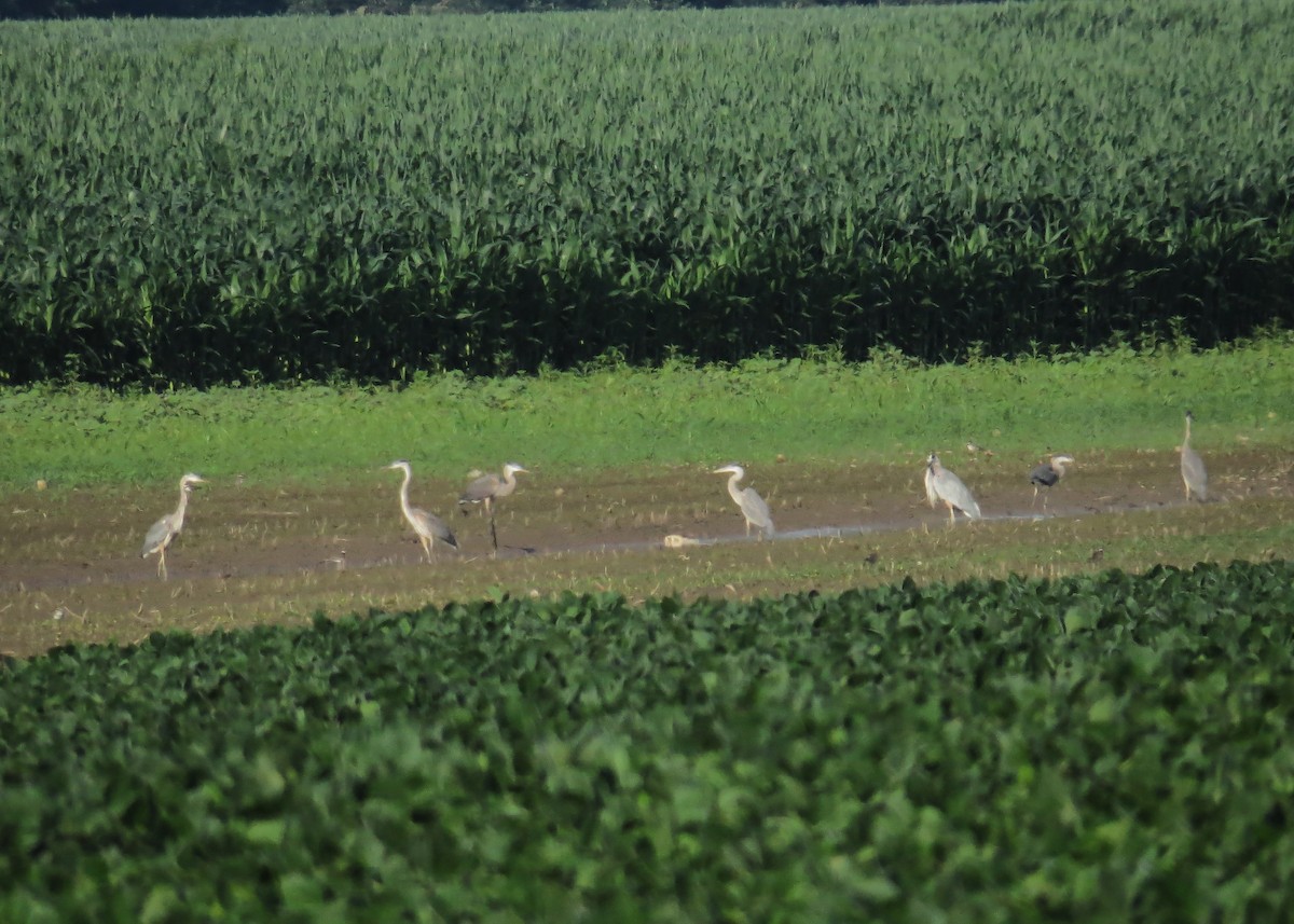 Great Blue Heron - ML638749606