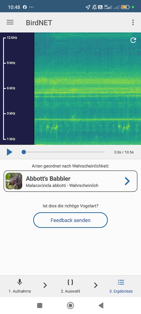 Abbott's Babbler - ML638749646