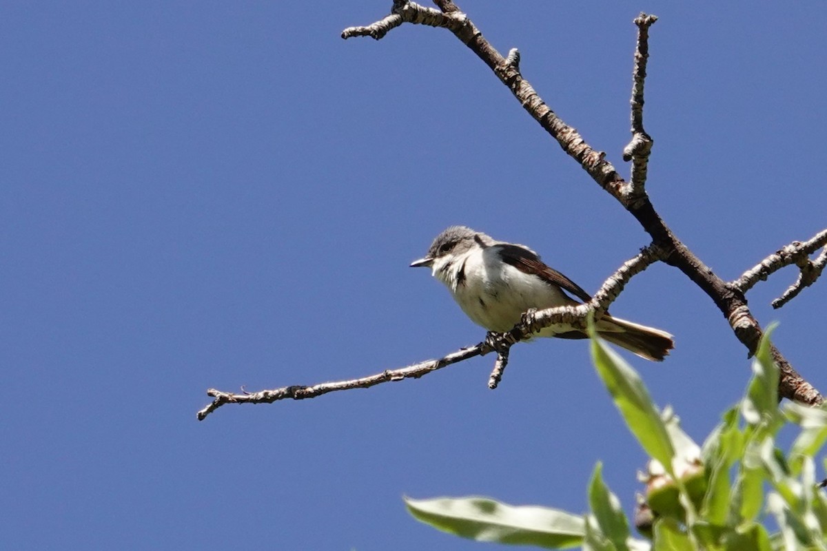 Lesser Whitethroat - ML638749662