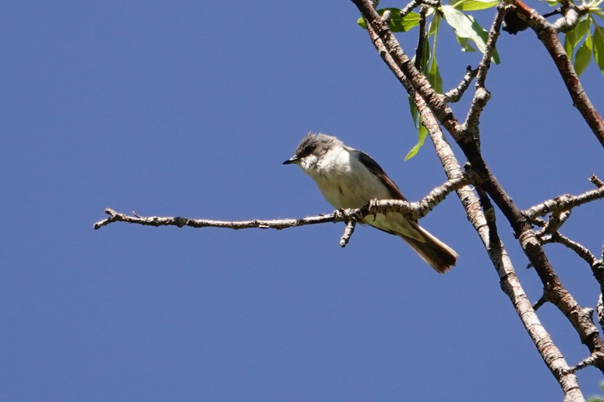 Lesser Whitethroat - ML638749663