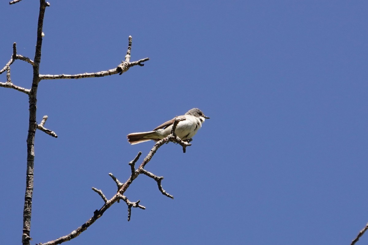 Lesser Whitethroat - ML638749665