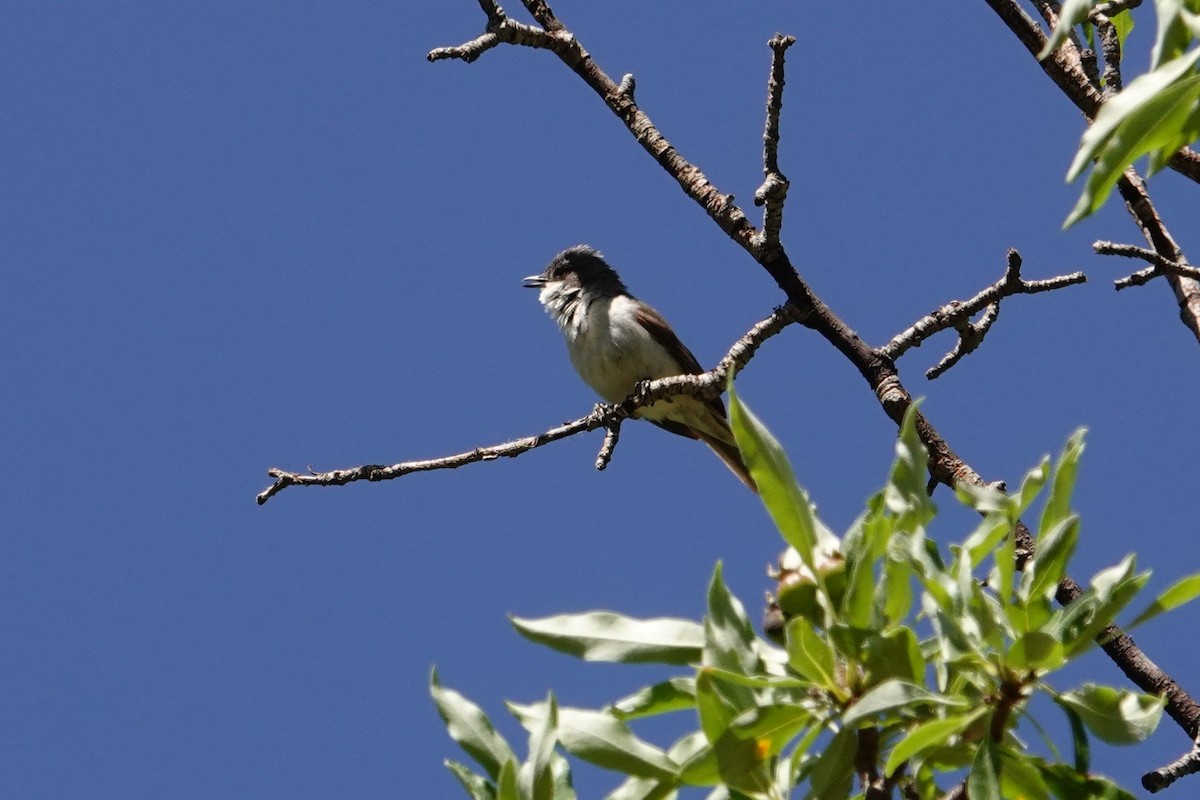 Lesser Whitethroat - ML638749666