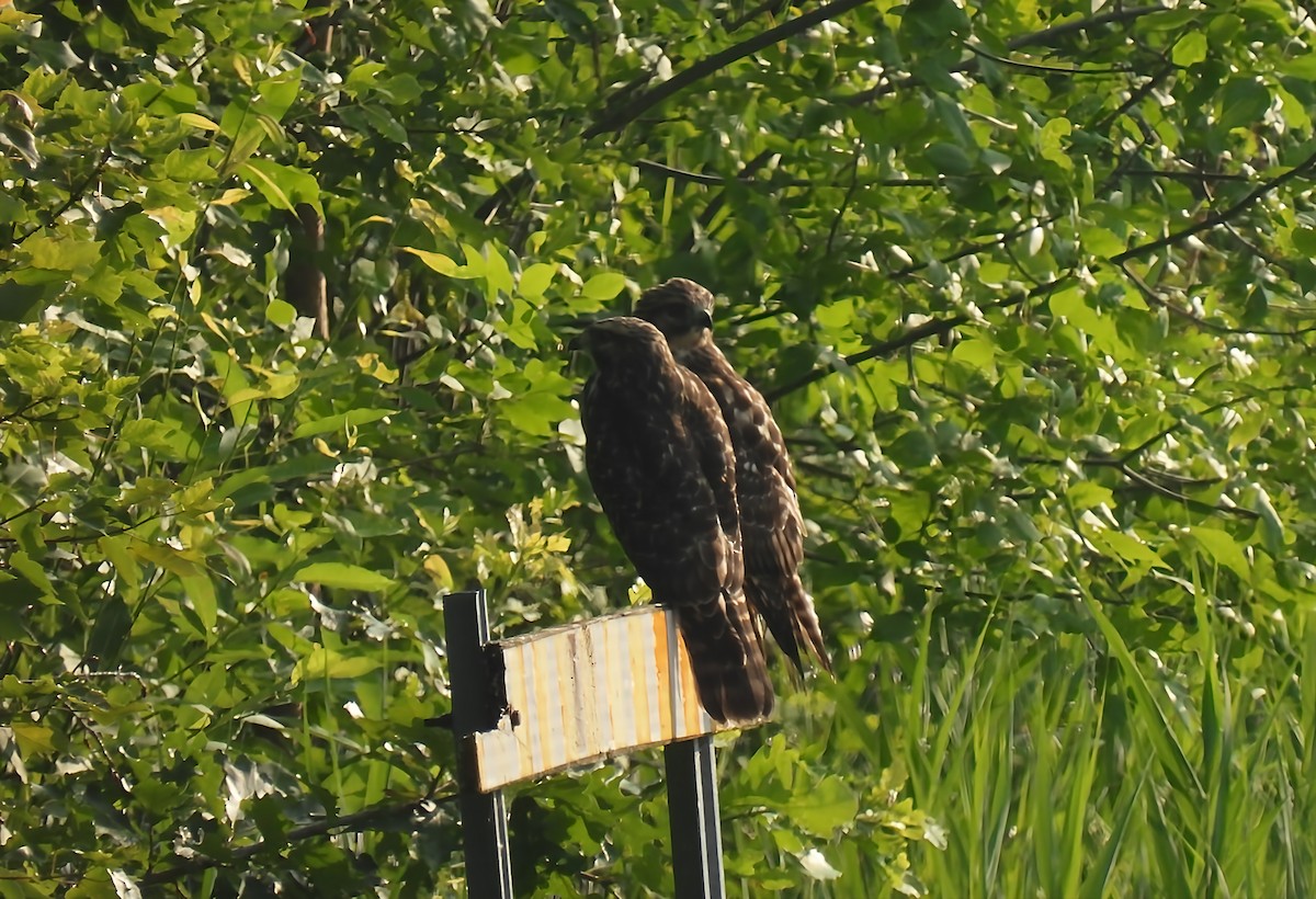 Red-shouldered Hawk - ML638749669