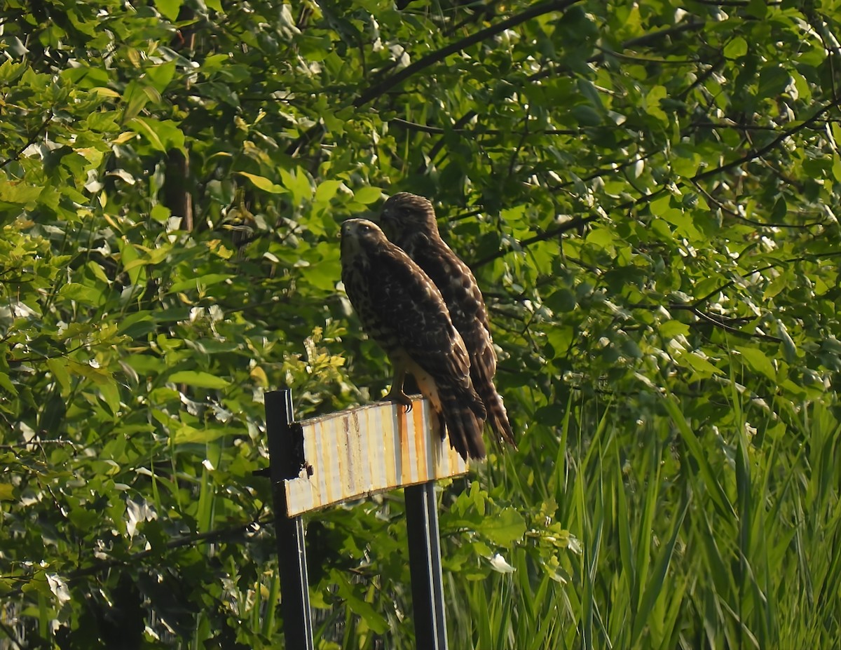 Red-shouldered Hawk - ML638749671