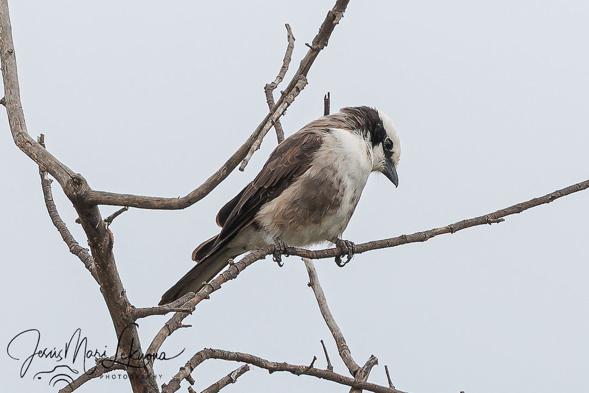 White-rumped Shrike - ML638749672
