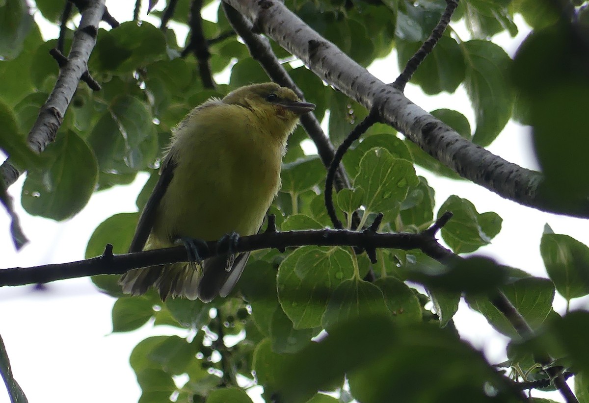 Baltimore Oriole - ML638749674