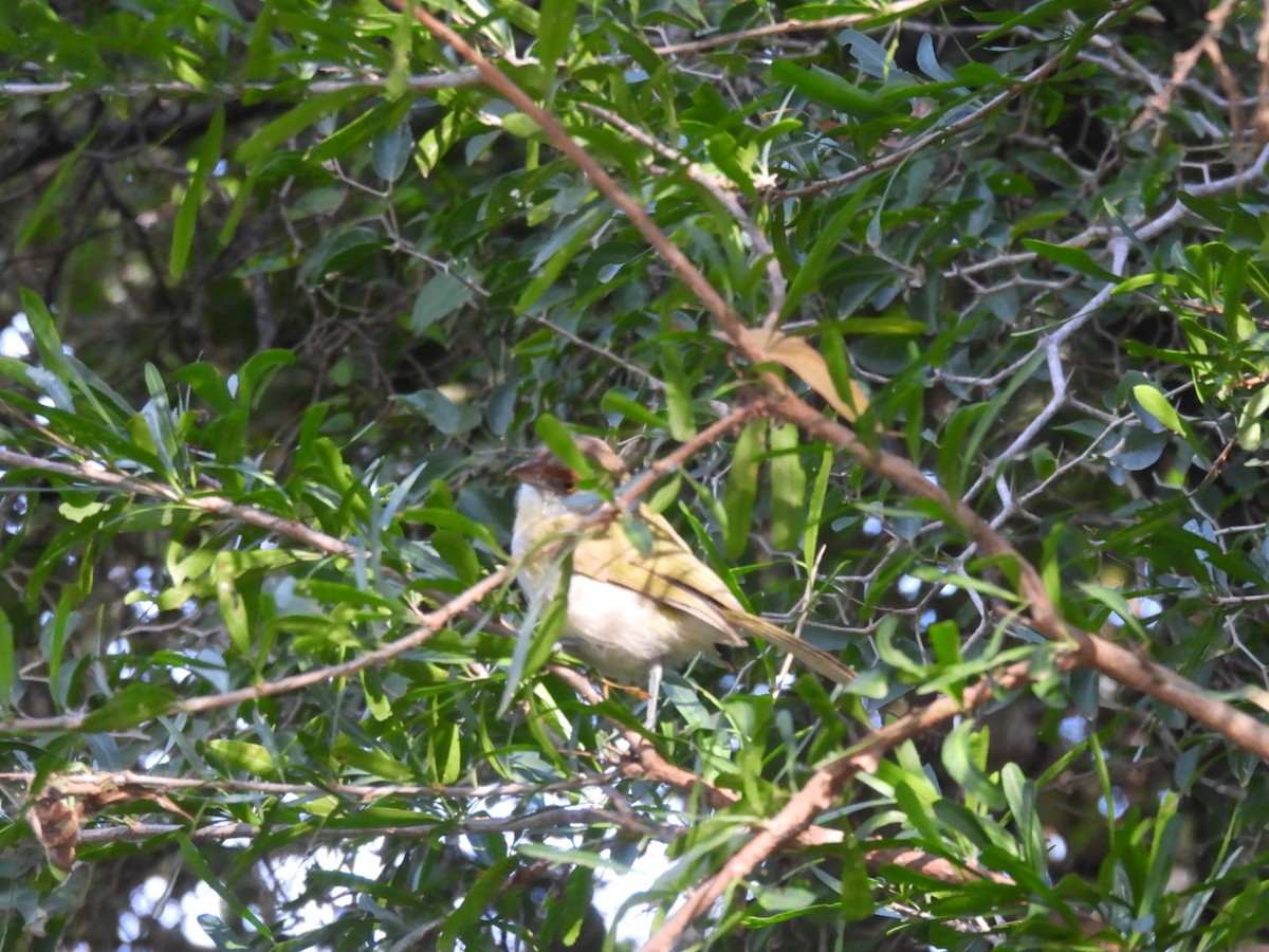 Rufous-browed Peppershrike - ML638749676