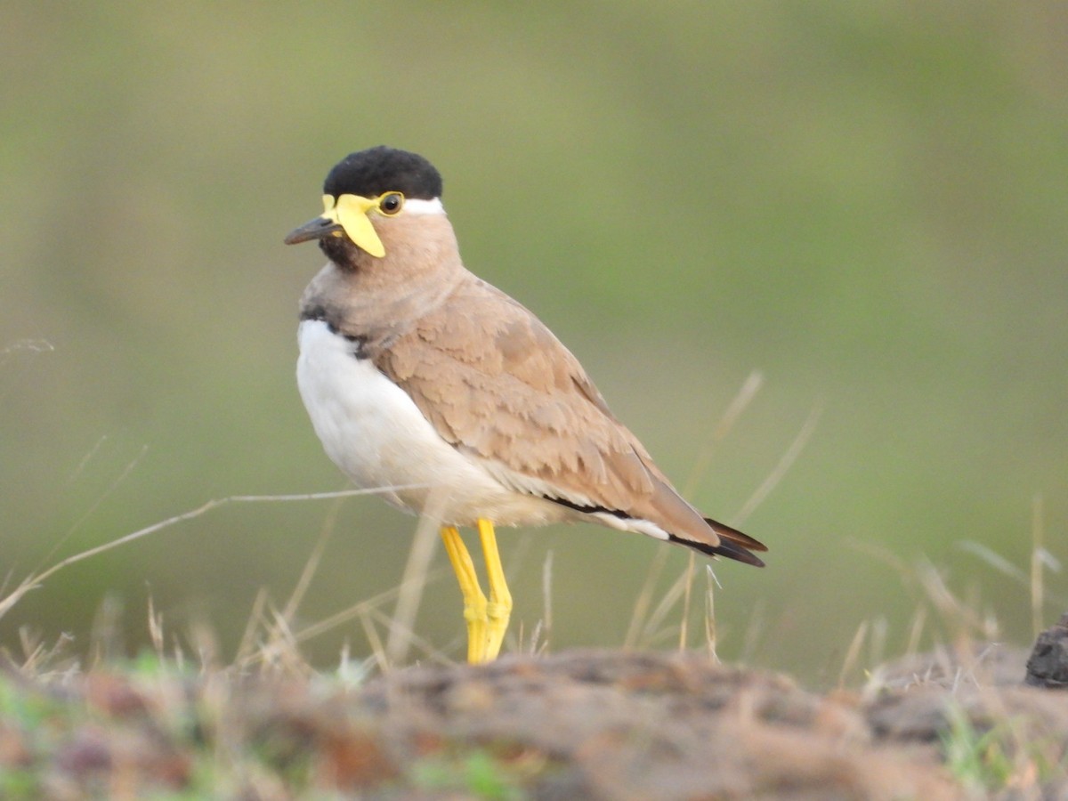 Yellow-wattled Lapwing - ML638749677